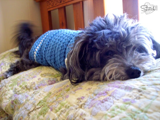 Small Dog Coat Crochet Pattern  I Love Stitches